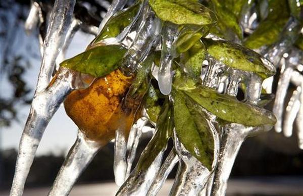 Icicles hang from an orange tree after it was sprayed with water throughout the night in Plant City