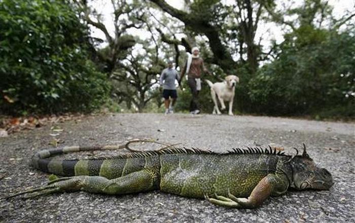 A dead iguana lies on a path after falling out of a tree as morning joggers walk with their dog in Davie, Florida