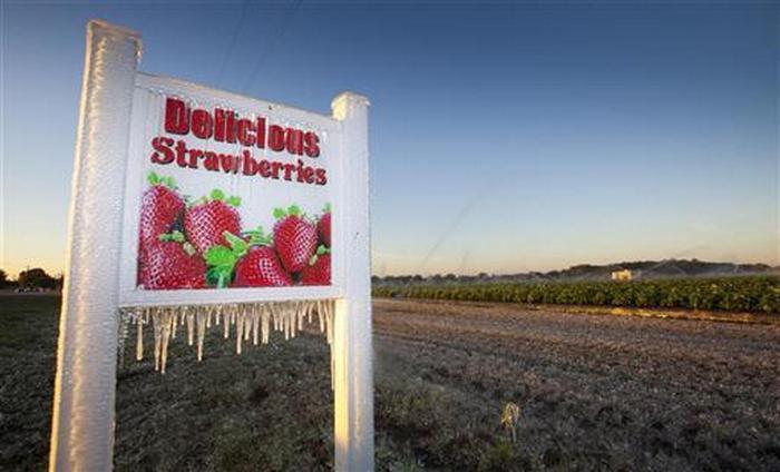 Icicles hang from a sign on a strawberry farm in Plant City, Florida