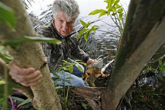 Darryl Mhoon rescues a comatose iguana out of a canal after it fell out of a tree in Davie, Florida