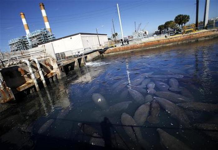 Manatees gather near the outlet where Florida Power & Light Company pipes warm the water, at an inactive power plant undergoing renovation works in Riviera Beach